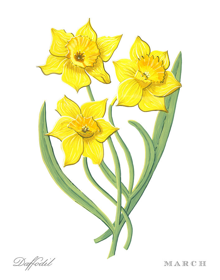 Daffodil March Birth Month Flower Botanical Print on White Art by Jen