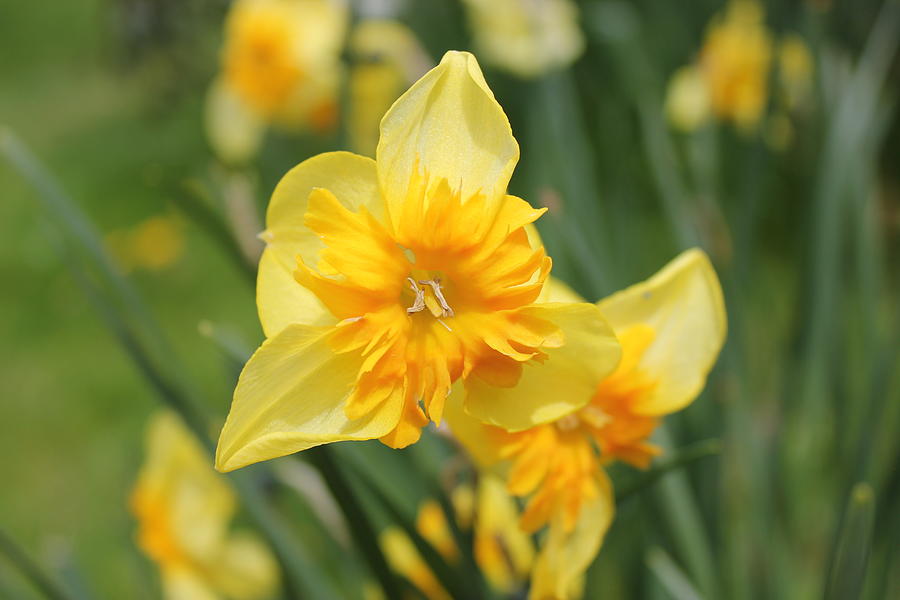 Daffodil Photograph by Marianne Woods - Fine Art America