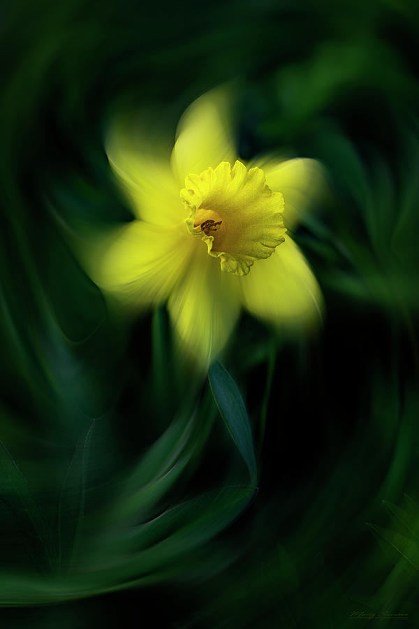 Daffodil Photograph by Marty Saccone