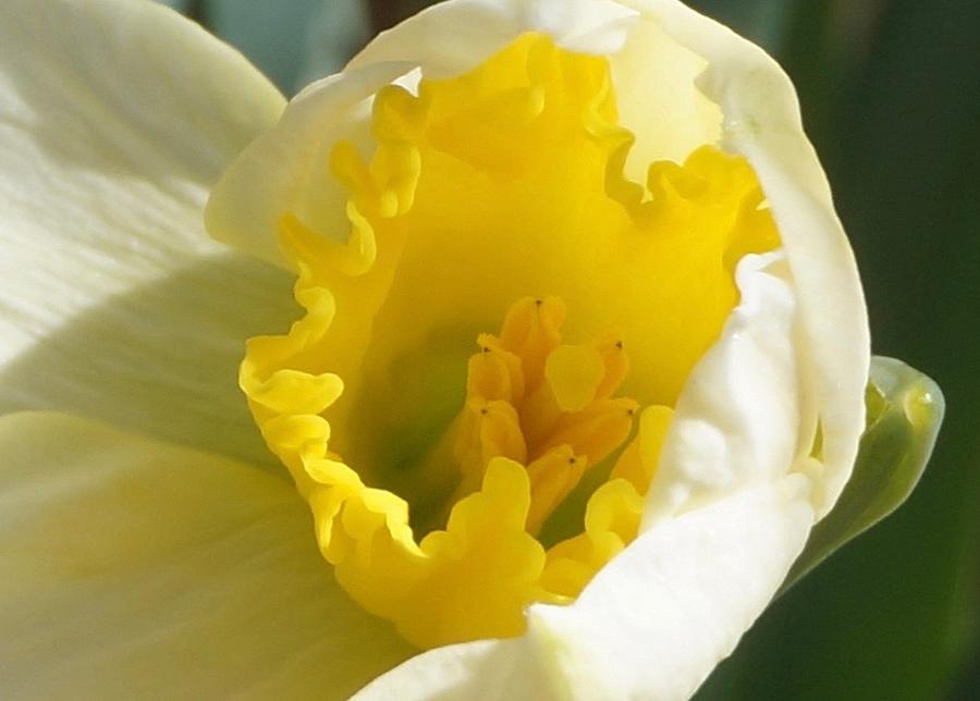 Daffodil Photograph by Michelle Mahnke