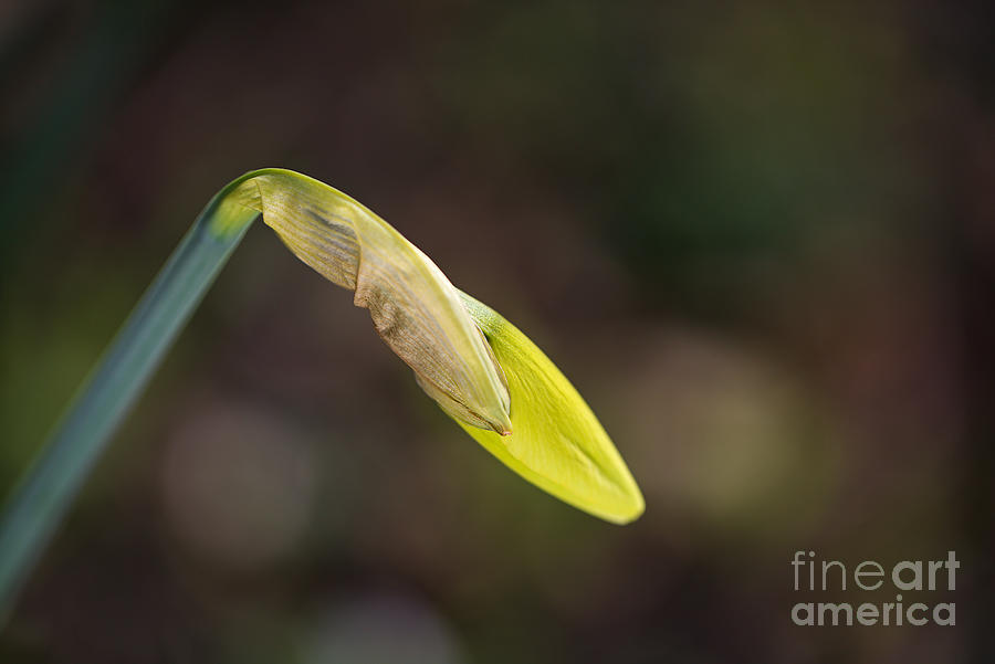 Daffodil Narcissus Bud Photograph by Joy Watson