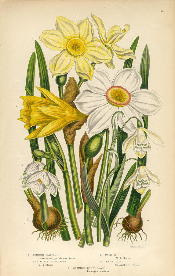 Daffodil, Narcissus, Jonquil, Snowdrop, Buttercup Victorian Botanical Illustration Drawing by Bauhaus1000