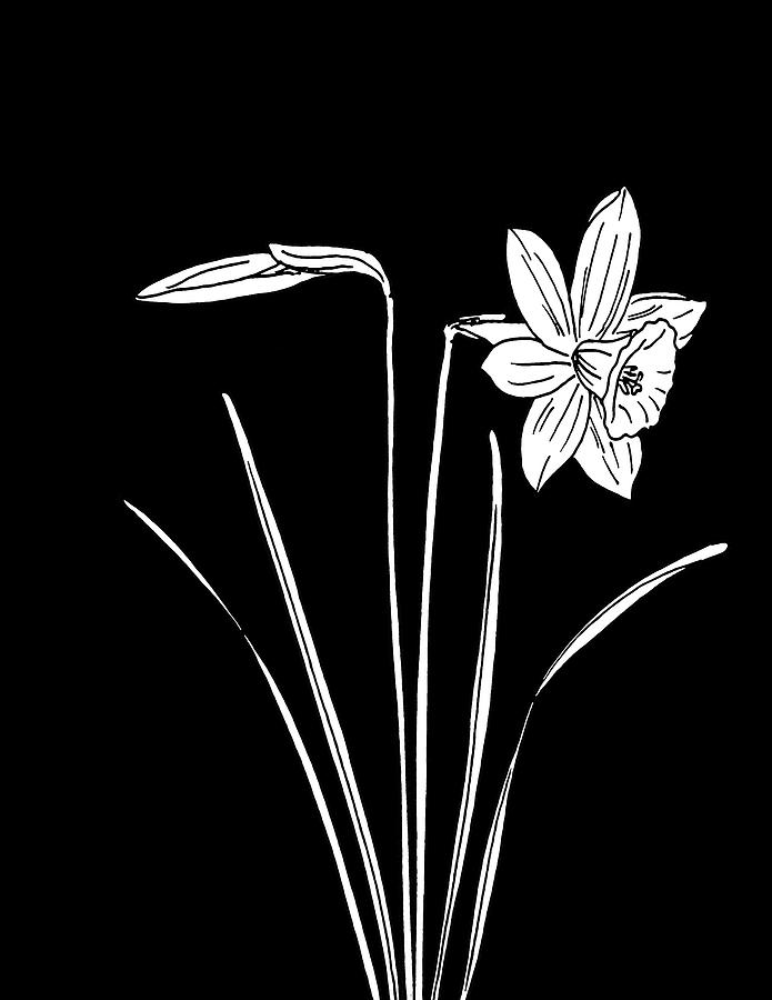 Daffodil on Black Drawing by Masha Batkova