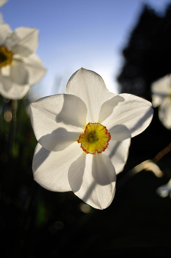 Daffodil Photograph by Pelo Blanco Photo
