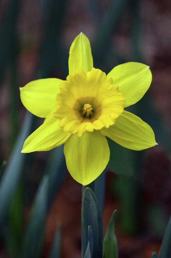 Daffodil Portrait Close Up Photograph by Sandi OReilly