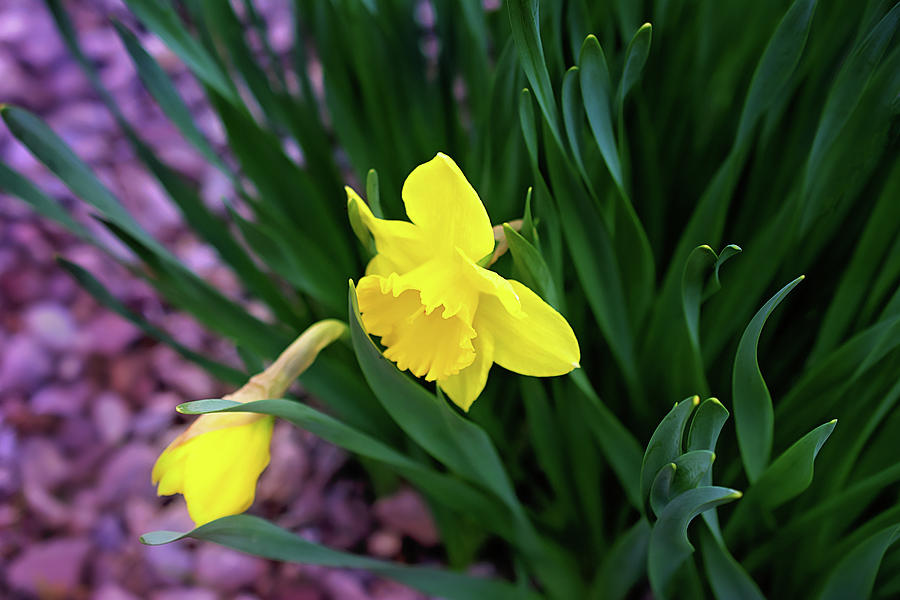 Daffodil Print Photograph by Gwen Gibson