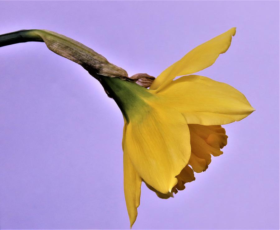 Daffodil Profile Photograph by Linda Stern