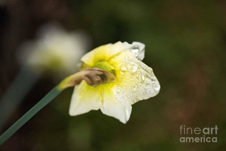 Daffodil Rain Drops  Photograph by Joy Watson