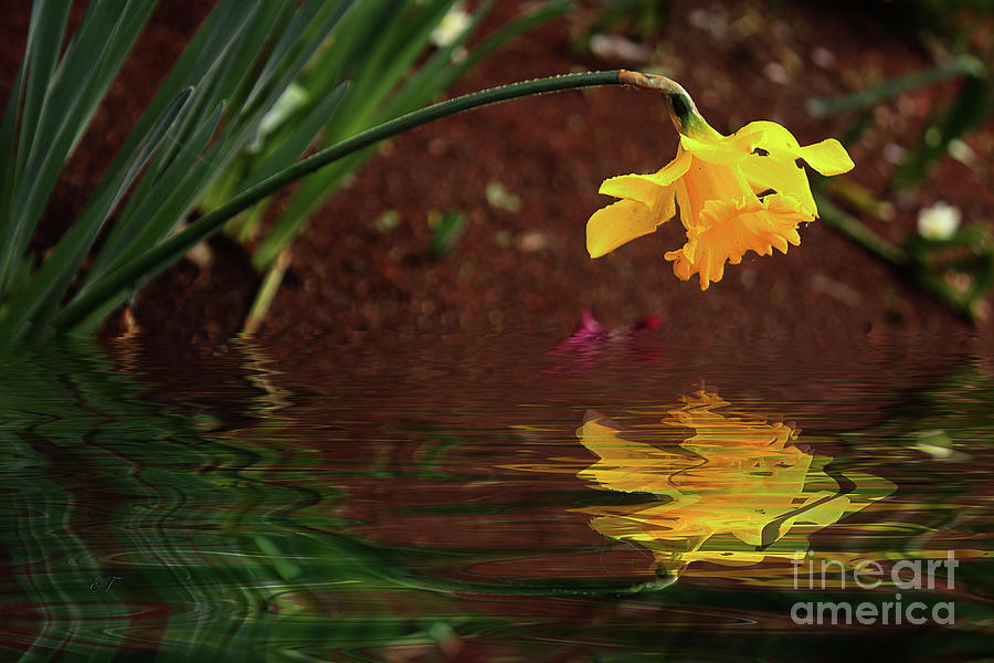 Daffodil Reflection Photograph by Elaine Teague