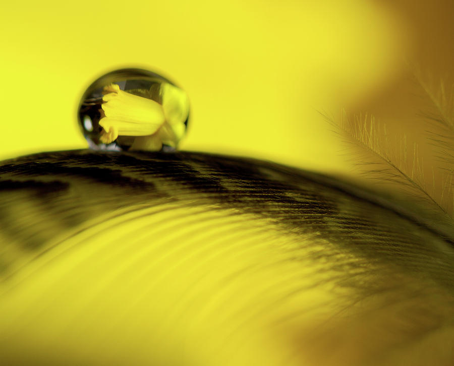 Daffodil Reflection in Waterdrop Photograph by Jean Noren