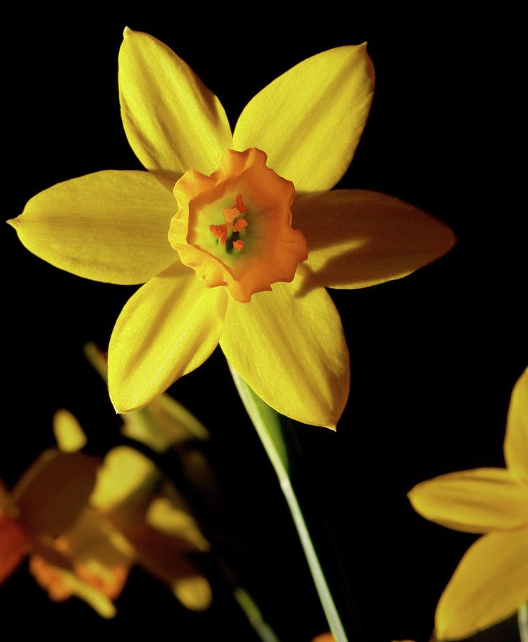 Daffodil Photograph by Robert Douglas