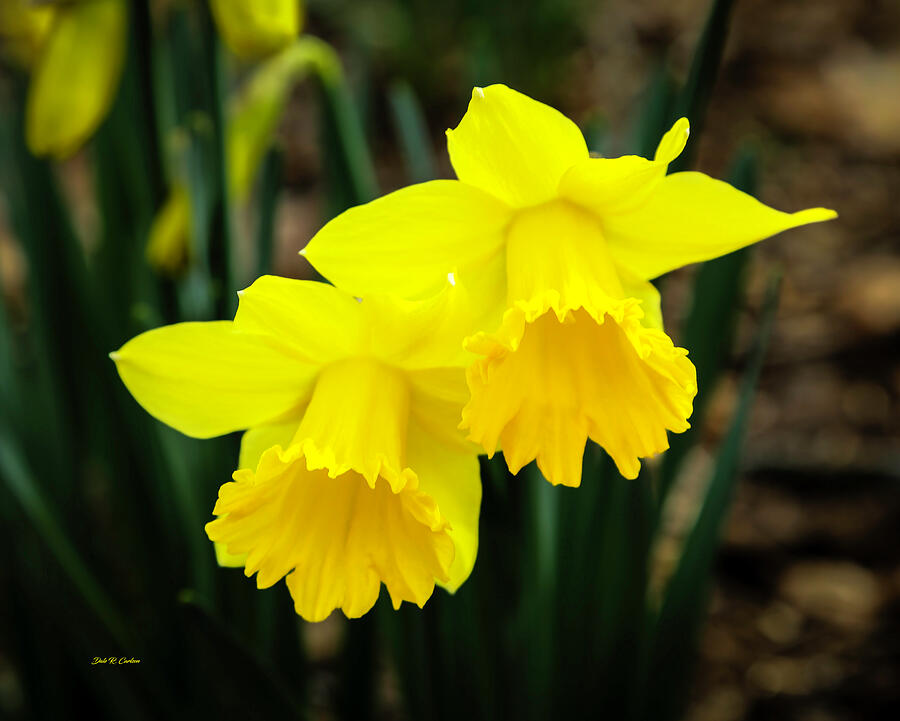 Daffodil Spring Photograph by Dale R Carlson
