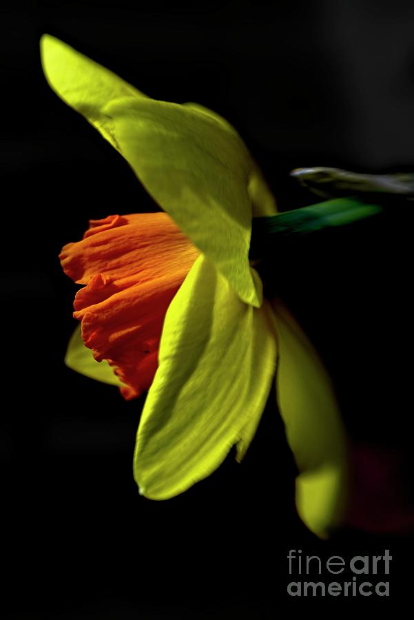 Daffodil Study Photograph by Martyn Arnold