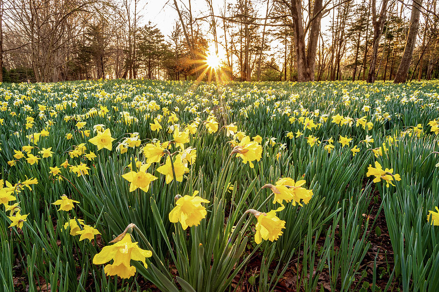 Daffodil Sunrise 11 Photograph by Bryan Bzdula