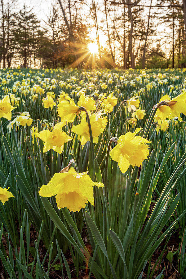Daffodil Sunrise 15 Photograph by Bryan Bzdula