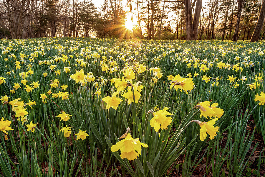 Daffodil Sunrise 18 Photograph by Bryan Bzdula