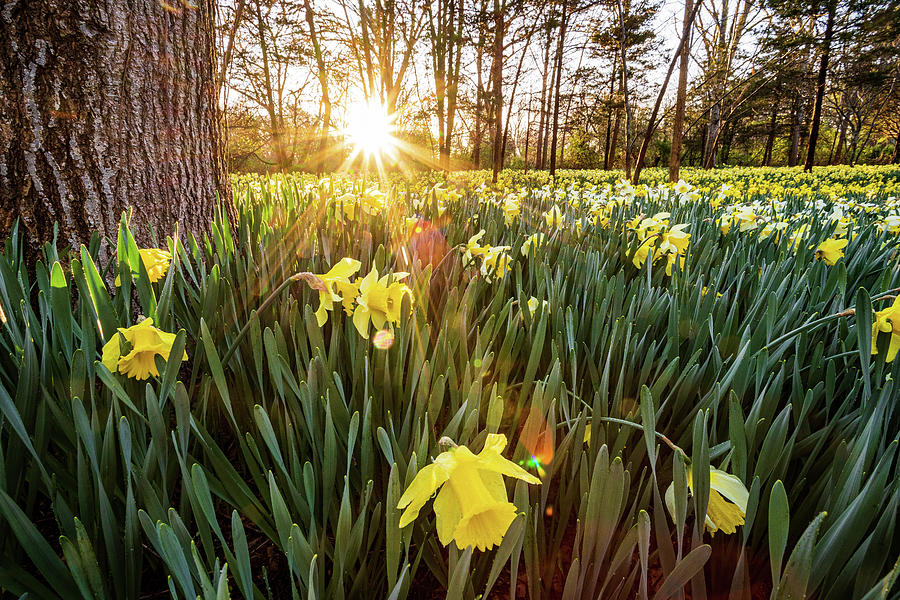 Daffodil Sunrise 19 Photograph by Bryan Bzdula