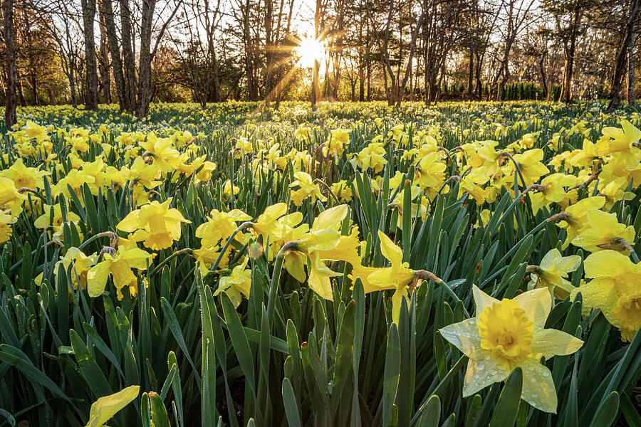Daffodil Sunrise 36 Photograph by Bryan Bzdula