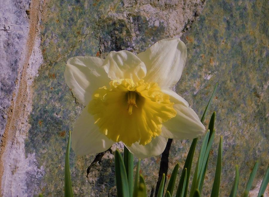 - Daffodil Photograph by THERESA Nye