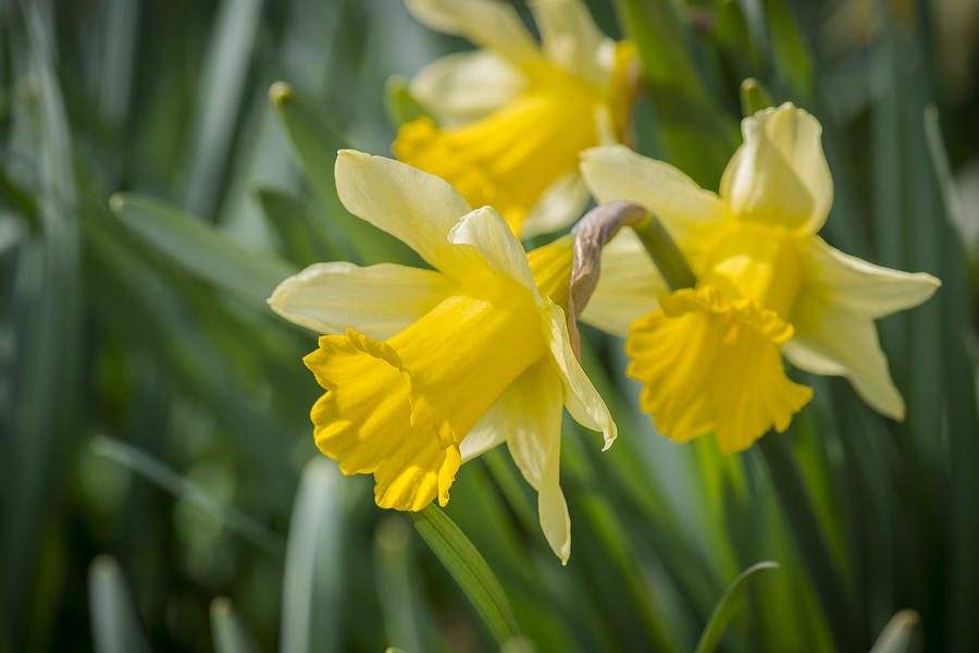 Daffodil trio Photograph by Carolyn Eaton