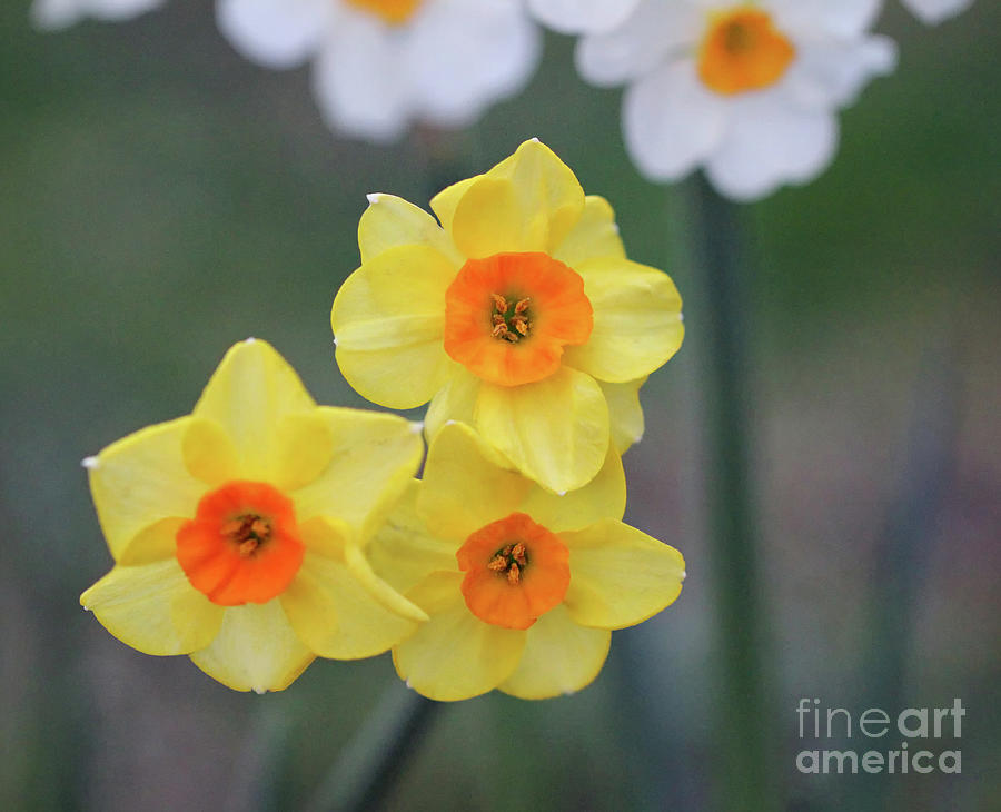 Daffodil Trio Photograph by Karen Adams