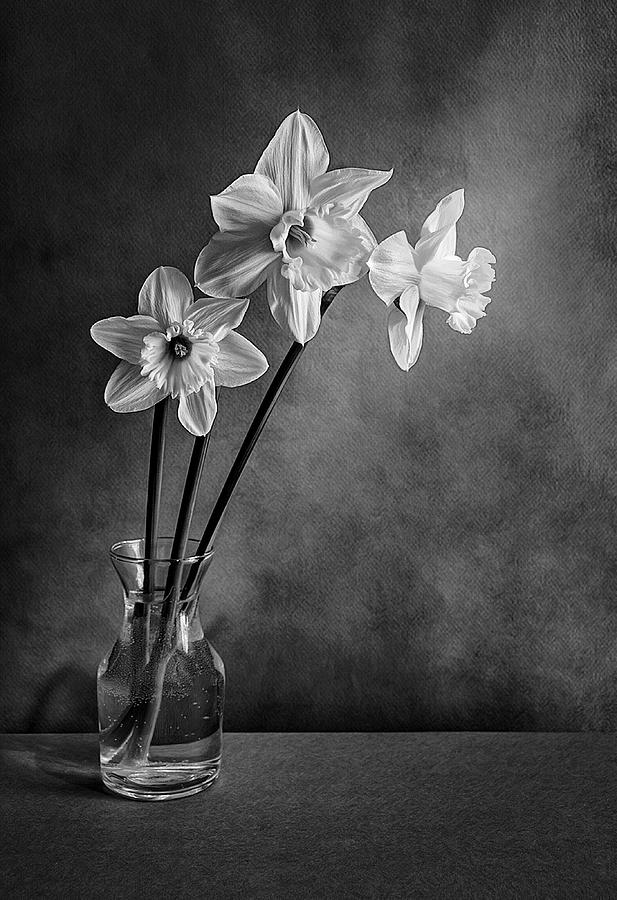 Daffodil Trio Photograph by Mark Fuller