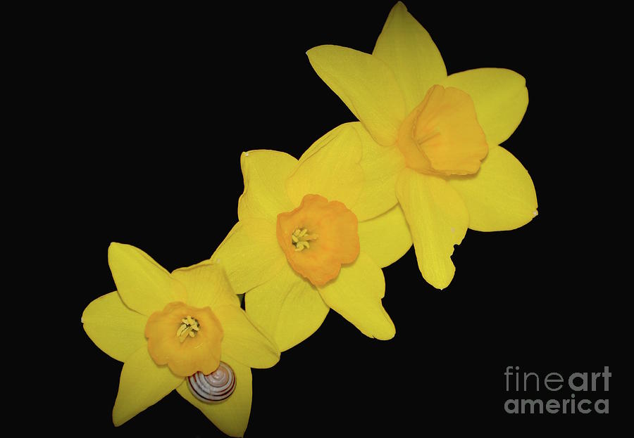 Daffodil trio Photograph by Norma A Lahens