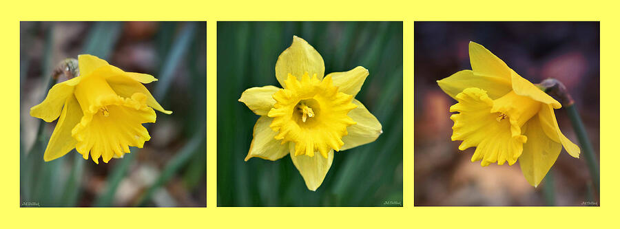 Daffodil Trio Triptych Photograph by Marilyn DeBlock