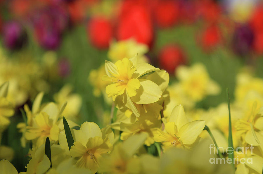 Daffodil Tripartite In Sunlight Photograph