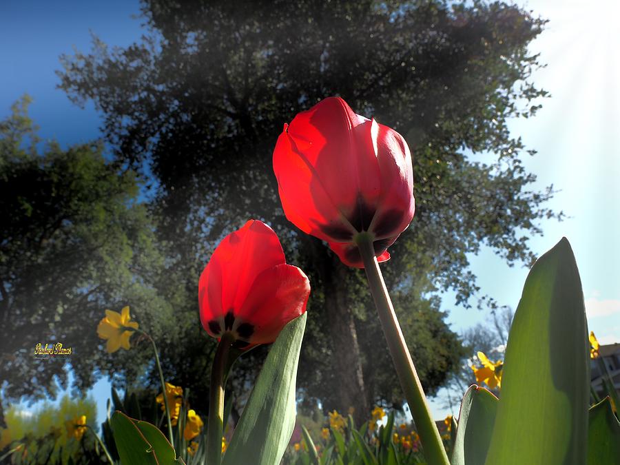 Daffodil Tulip Photograph by Richard Thomas