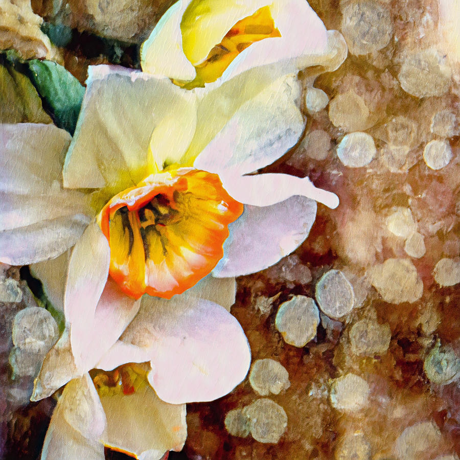 Daffodil Photograph by Vanessa Thomas