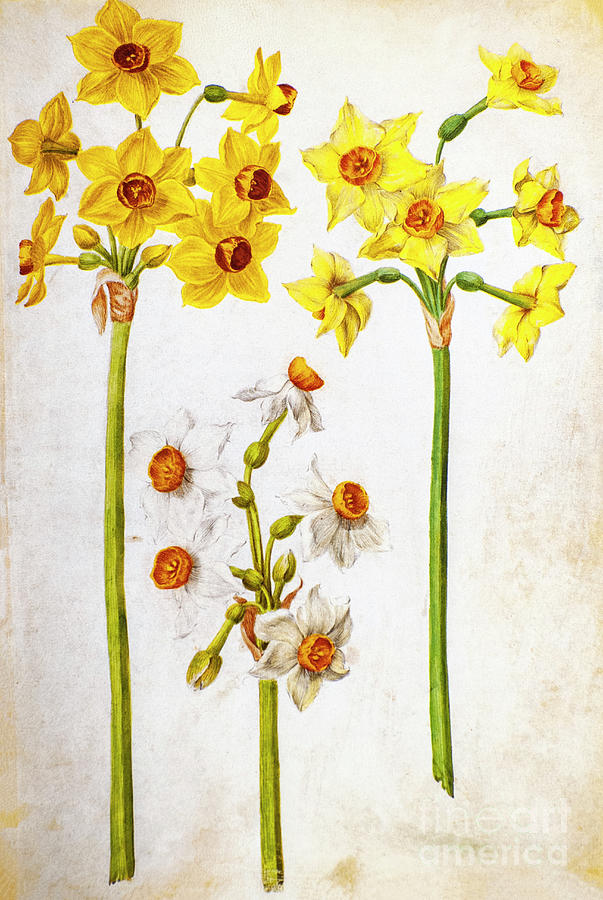 Daffodil Watercolour O Photograph by Botany