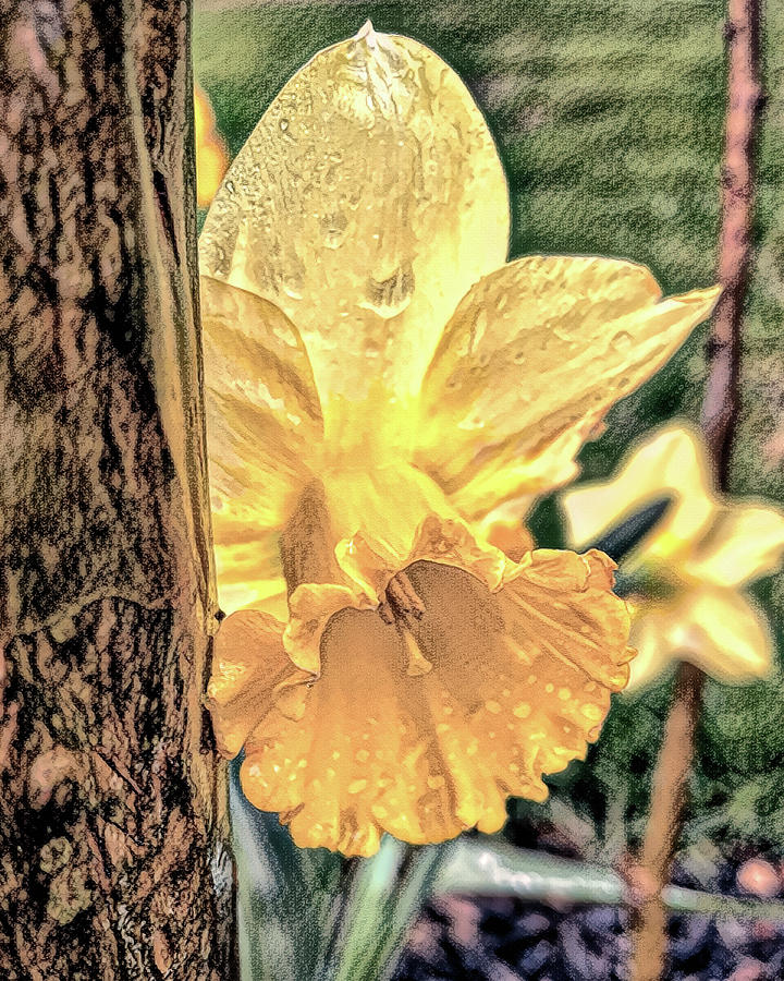 Daffodil With Tree Trunk And Rain In Charcoal Photograph