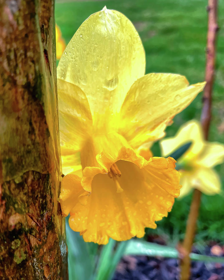 Daffodil with Tree Trunk in the Rain Photograph by Bill Swartwout