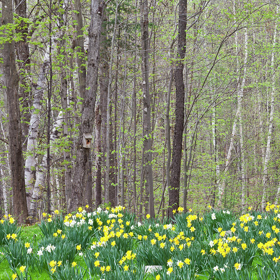Daffodil Woods Square Photograph by Alan L Graham