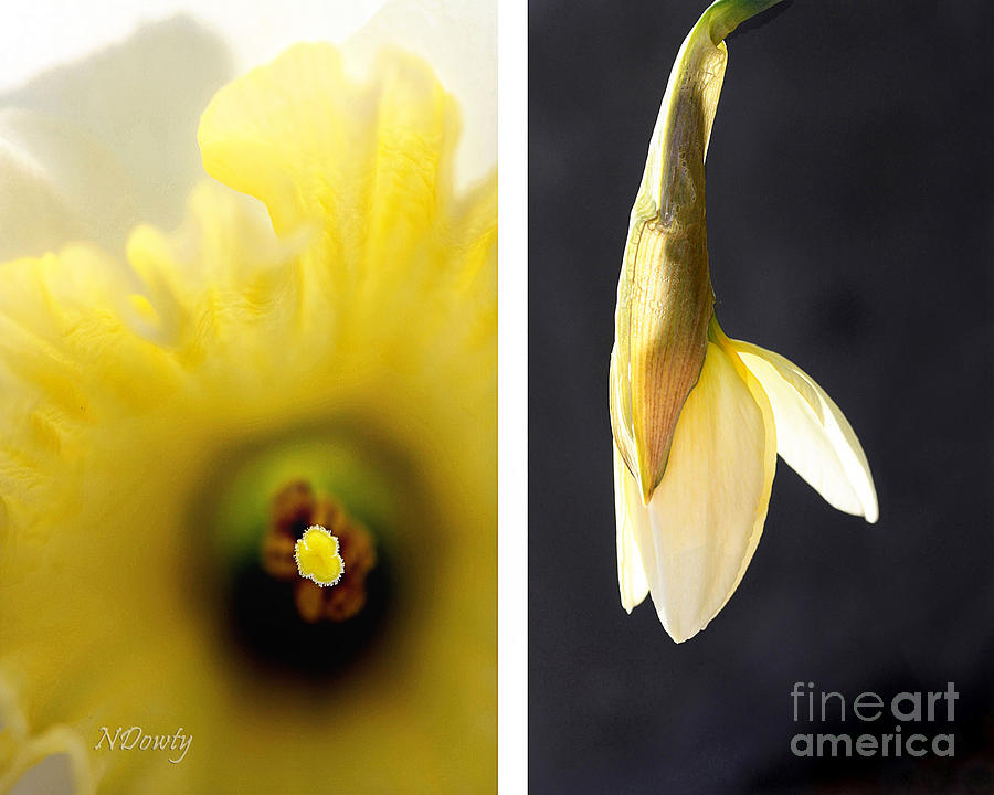 Daffodil Yin-Yang Photograph by Natalie Dowty