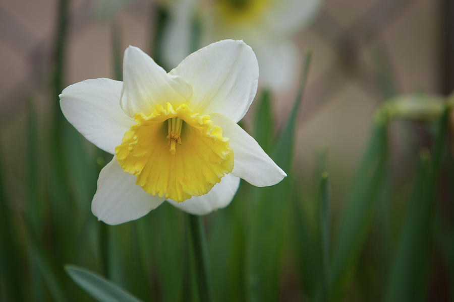 Daffodil_5985 Photograph by Rocco Leone