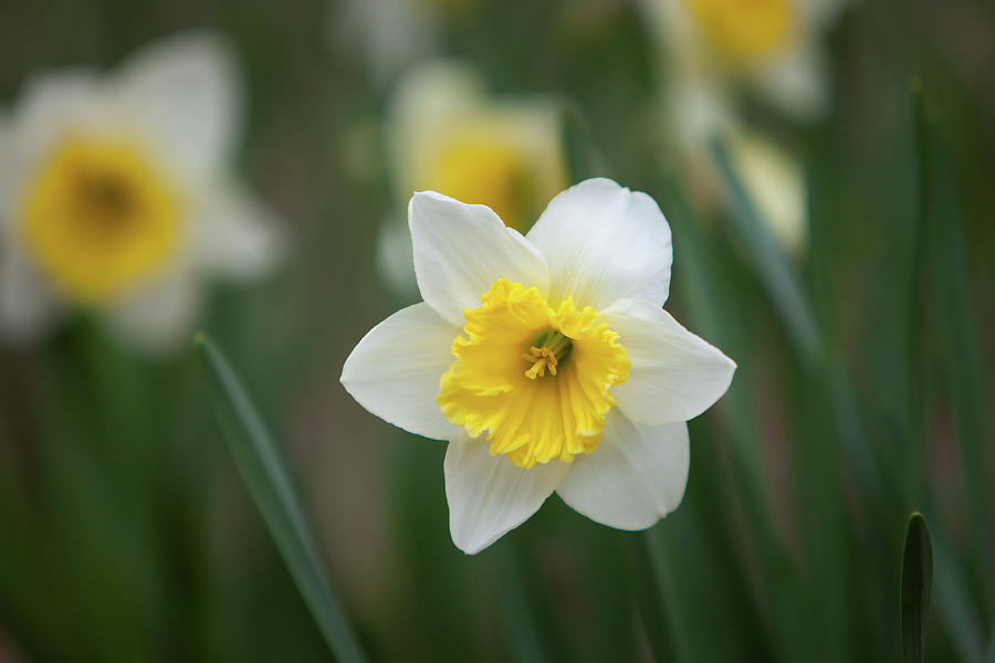 Daffodil_5995 Photograph by Rocco Leone