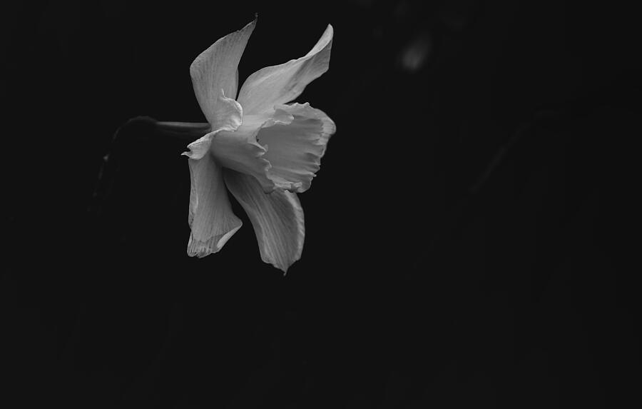 Black And White Photograph - Daffodill BW by Gary Williams