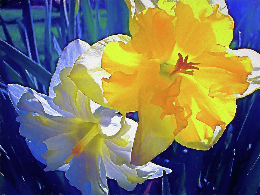 Daffodils 1 Photograph by Pamela Cooper