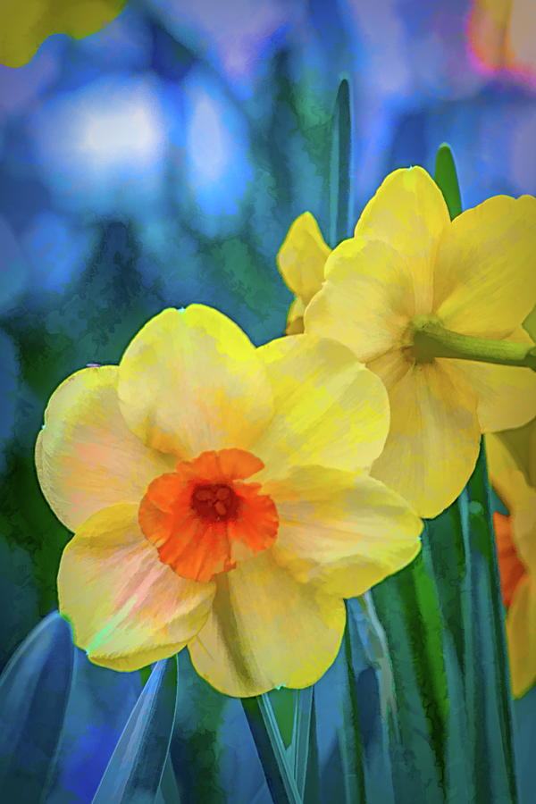 Daffodils 15 Photograph by Pamela Cooper