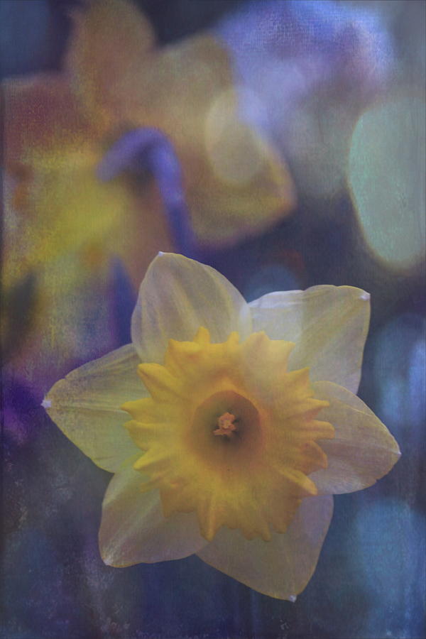 Daffodils 17 Photograph by Pamela Cooper
