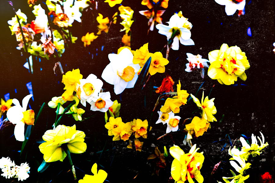 Daffodils 19 Photograph by Pamela Cooper