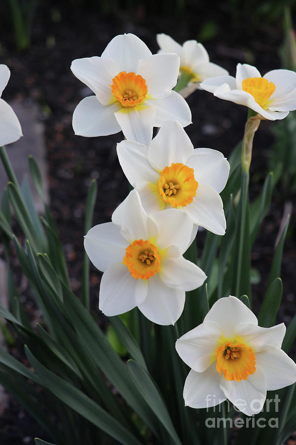 Daffodils 2717 Photograph by Jack Schultz