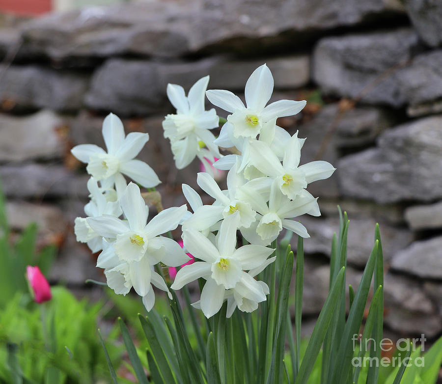 Daffodils 2743 Photograph by Jack Schultz