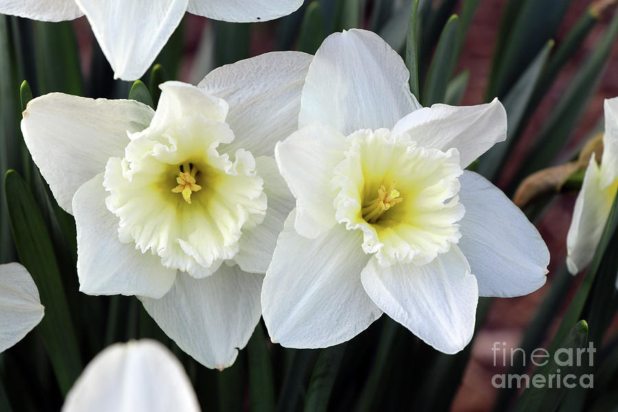 Daffodils 2761 Photograph by Jack Schultz