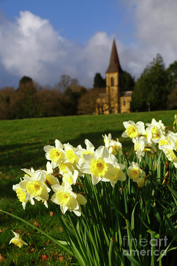 Daffodils a sign of spring Southborough Common Kent Photograph by James Brunker