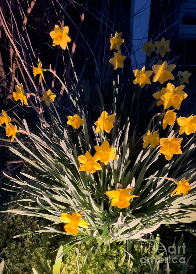 Daffodils Against the Dark Evening Sky Photograph by Catherine Ludwig Donleycott