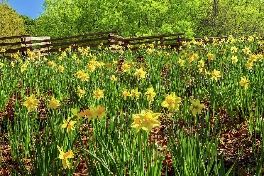 Daffodils and A Split Rail Fence Photograph by James Eddy
