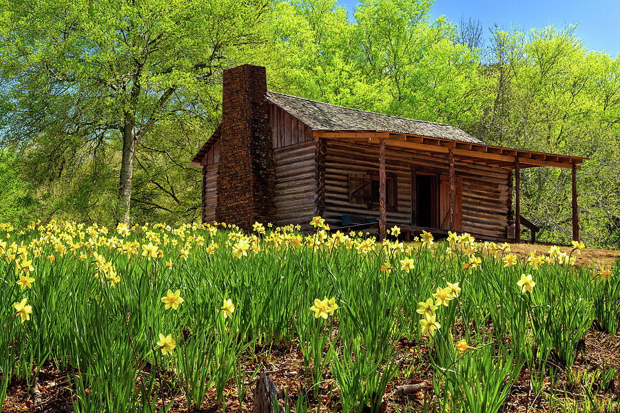 Daffodils And An East Texas Cabin Photograph by James Eddy